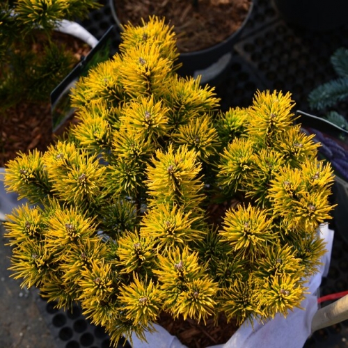 卡斯顿冬金Pinus mugo 'Winter Gold'