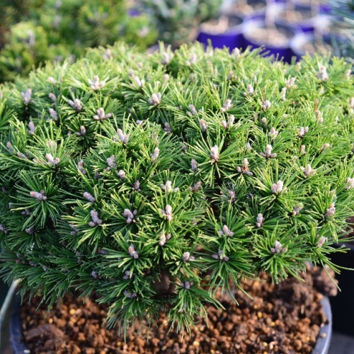 欧洲山松本杰明