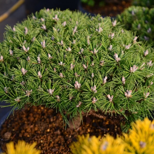 欧洲山松本杰明