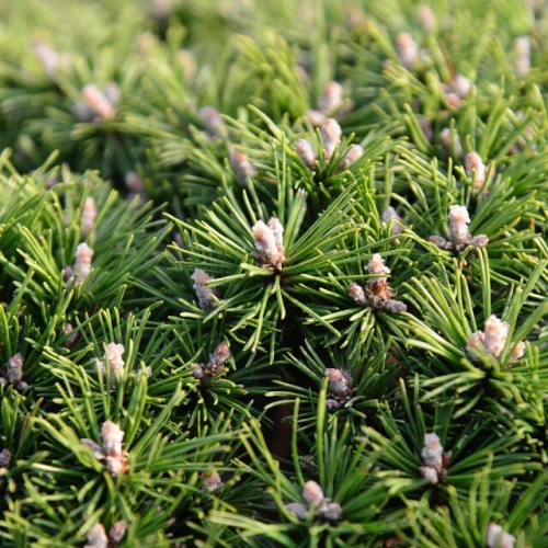 欧洲山松本杰明