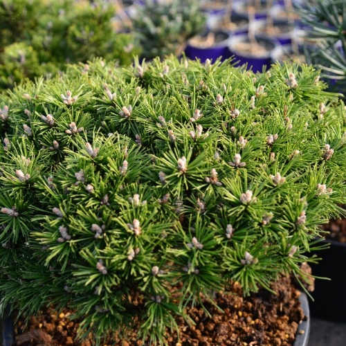 欧洲山松本杰明