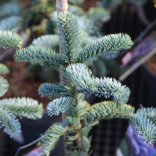 贵族壮丽冷杉贵族